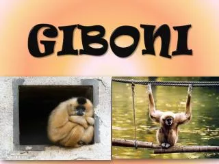 giboni
