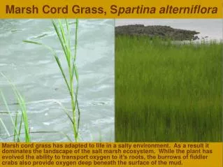 Marsh Cord Grass, S partina alterniflora