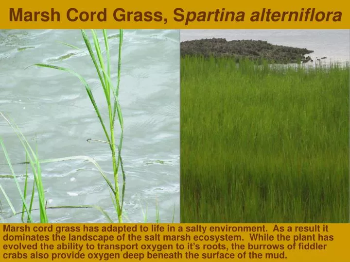 marsh cord grass s partina alterniflora