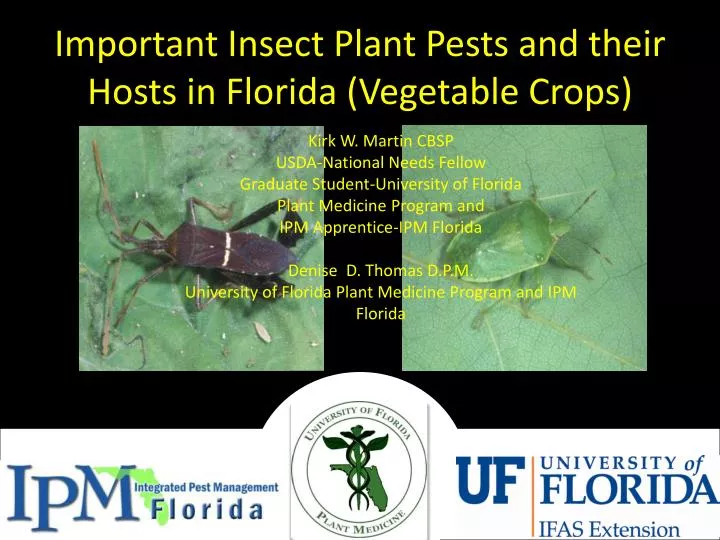 important insect plant pests and their hosts in florida vegetable crops