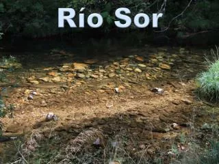 r o sor