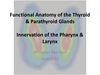 Functional Anatomy of the Thyroid &amp; Parathyroid Glands Innervation of the Pharynx &amp; Larynx