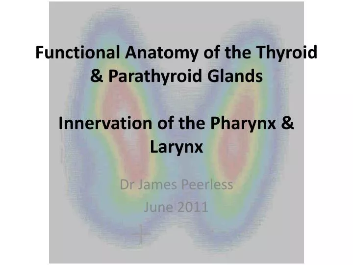 functional anatomy of the thyroid parathyroid glands innervation of the pharynx larynx