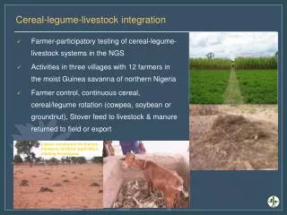 Cereal-legume-livestock integration