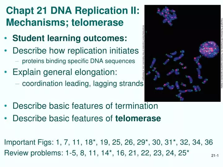 chapt 21 dna replication ii mechanisms telomerase