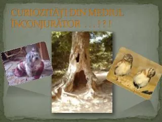 curiozit i din mediul nconjur tor