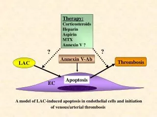 A model of LAC-induced apoptosis in endothelial cells and initiation