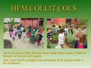 hem collit cols