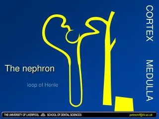 The nephron