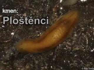 kmen plo t nci