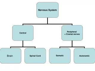 PRINCIPLES OF BRAIN ORGANISATION