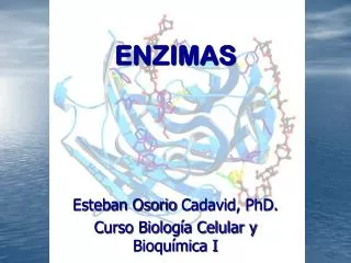 enzimas