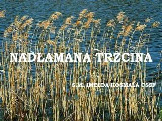 nad amana trzcina