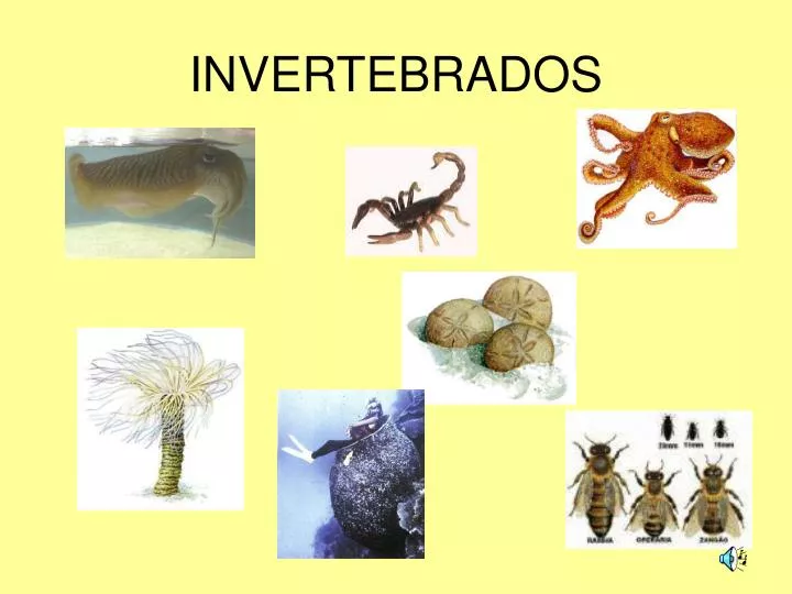 invertebrados