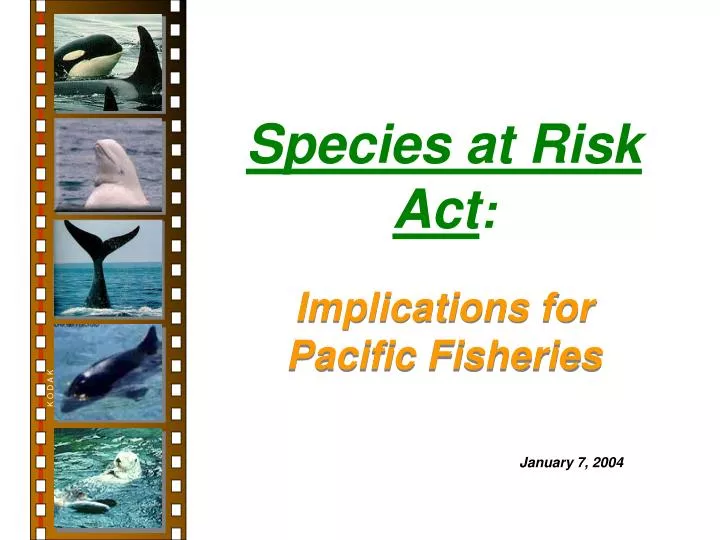 species at risk act
