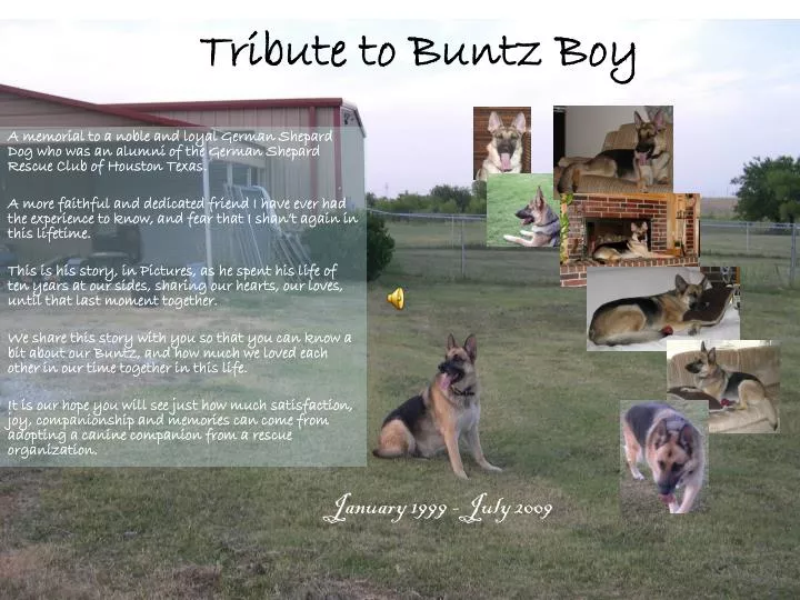 tribute to buntz boy