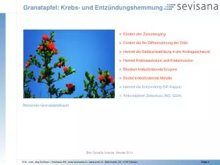 granatapfel krebs und entz ndungshemmung