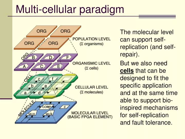 multi cellular paradigm