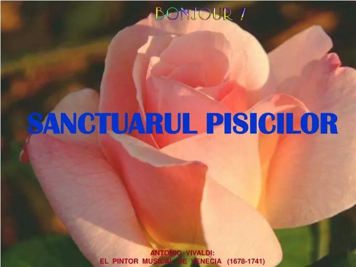 sanctuarul pisicilor