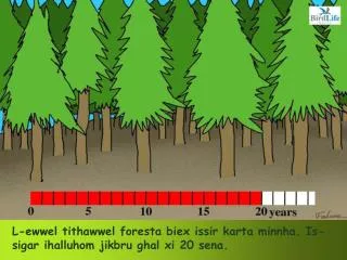 L-ewwel tithawwel foresta biex issir karta minnha. Is-sigar ihalluhom jikbru ghal xi 20 sena.