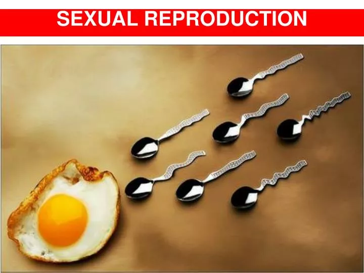 sexual reproduction and development