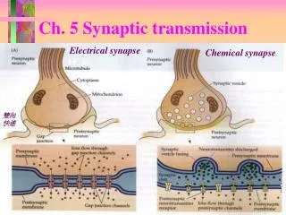Ch. 5 Synaptic transmission