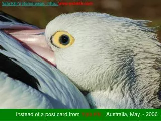 Instead of a post card from Yafa Kfir, Australia, M ay 2006 -