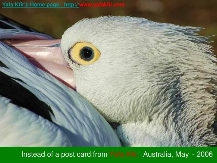 instead of a post card from yafa kfir australia m ay 2006