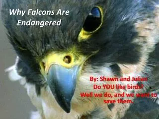 Why Falcons Are Endangered