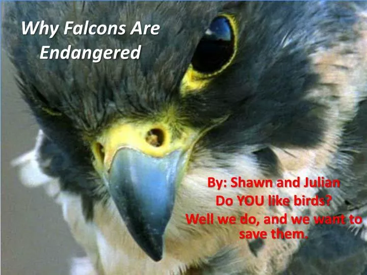 why falcons are endangered