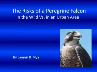 the risks of a peregrine falcon in the wild vs in an urban area