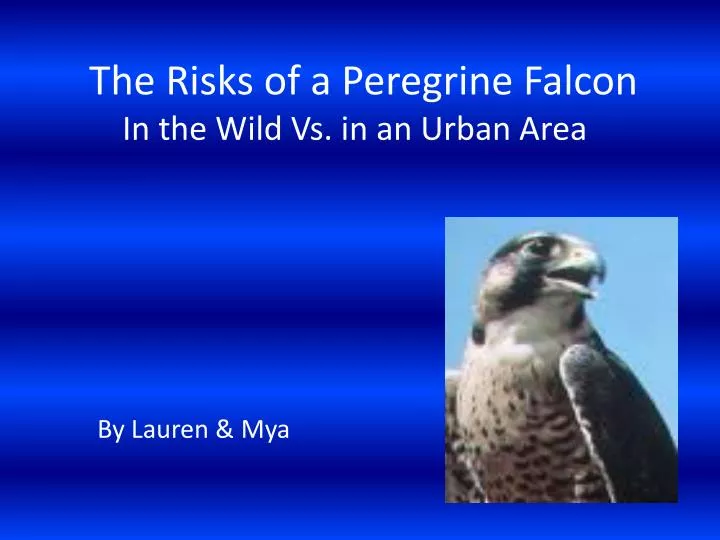 the risks of a peregrine falcon in the wild vs in an urban area