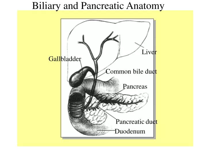 biliary and pancreatic anatomy