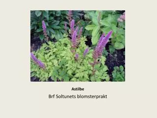 astilbe