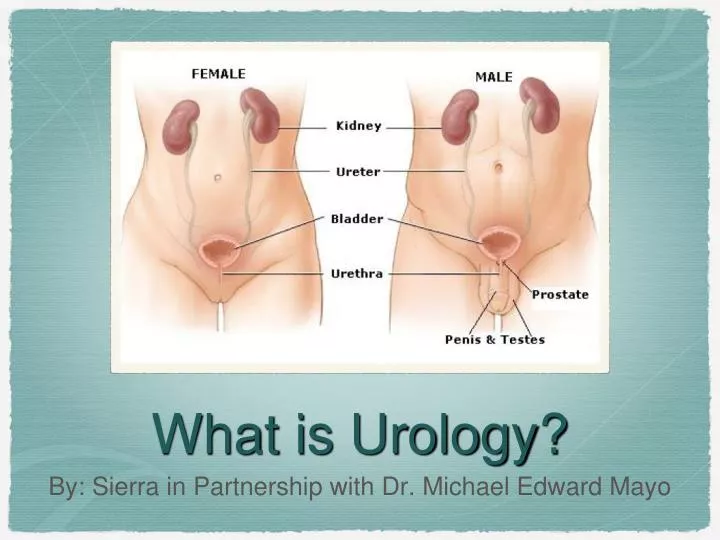 what is urology