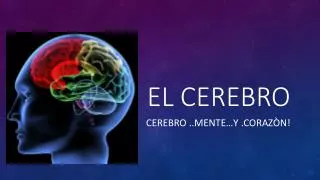 el cerebro