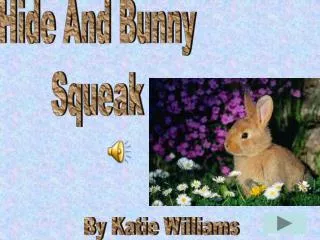 Hide And Bunny Squeak