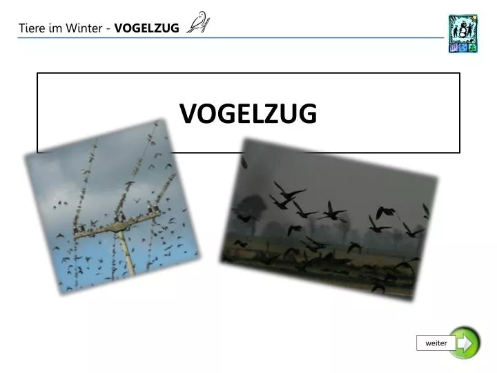 vogelzug