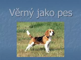 v rn jako pes