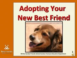 Adopting Your New Best Friend