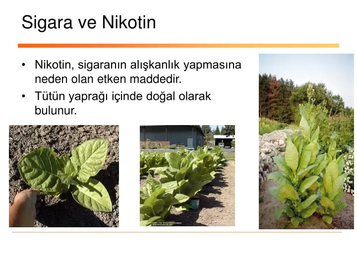 sigara ve nikotin