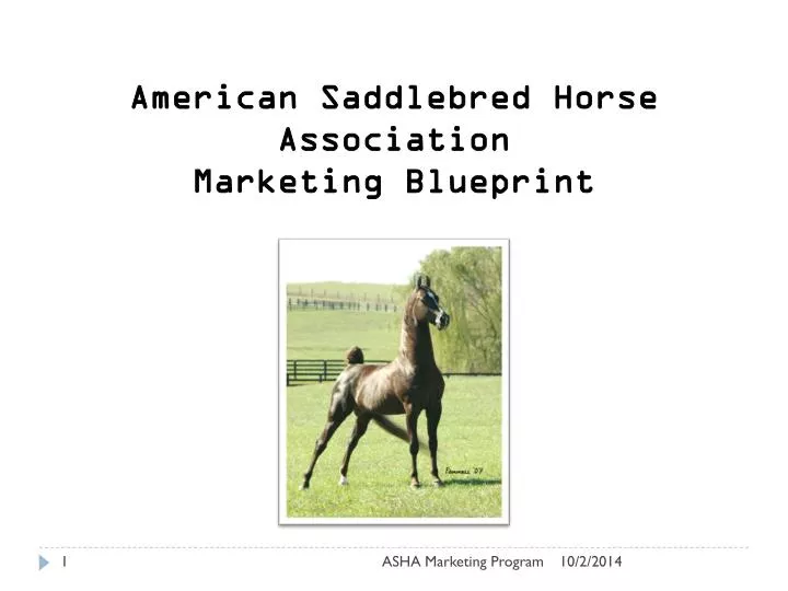 american saddlebred horse association marketing blueprint
