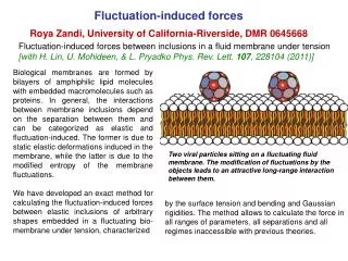 Fluctuation-induced forces Roya Zandi, University of California-Riverside, DMR 0645668