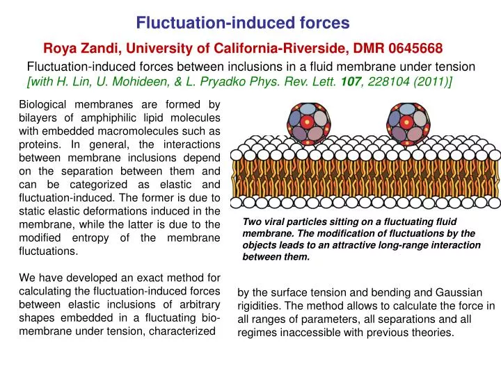 fluctuation induced forces roya zandi university of california riverside dmr 0645668