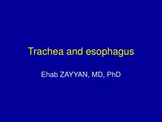 Trachea and esophagus