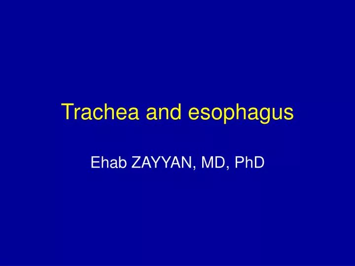trachea and esophagus
