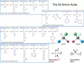 The 20 Amino Acids