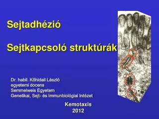 sejtadh zi sejtkapcsol strukt r k