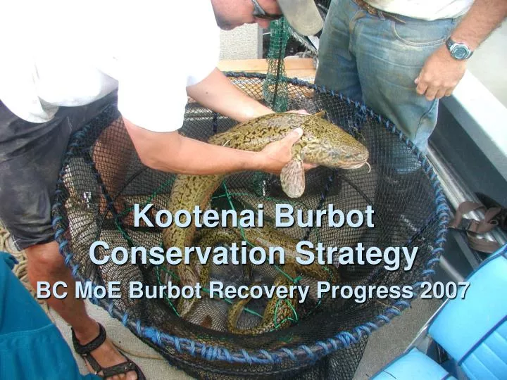 bc moe burbot recovery progress 2007