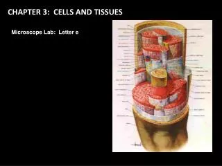 CHAPTER 3: CELLS AND TISSUES